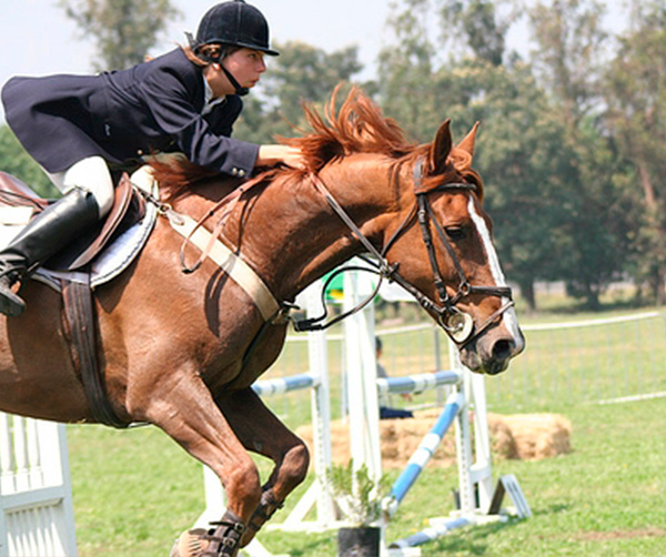 Escuela para caballos
