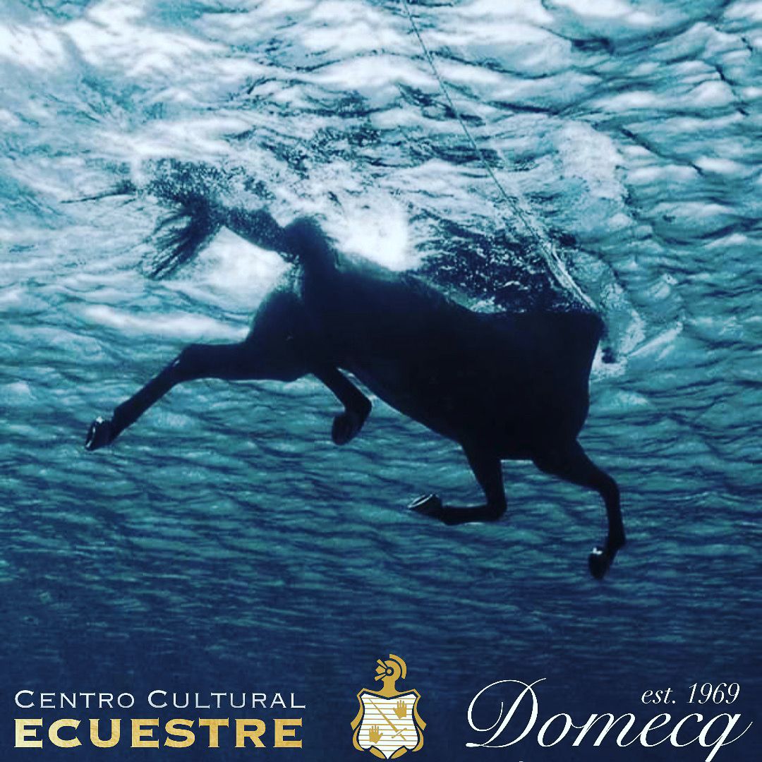 Licenciatura en veterinaria