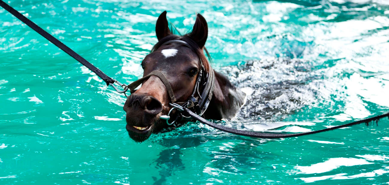 Licenciatura en veterinaria