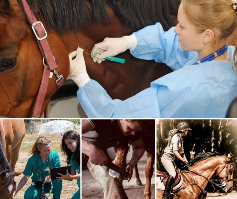 Escuela para caballos