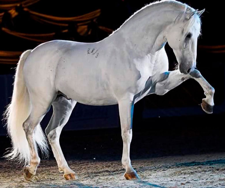 Escuela para caballos