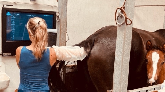 Clínica teórico - práctica de REPRODUCCIÓN EN EQUINOS