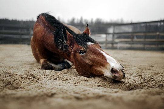 ATENCIÓN A CÓLICOS EN EQUINOS