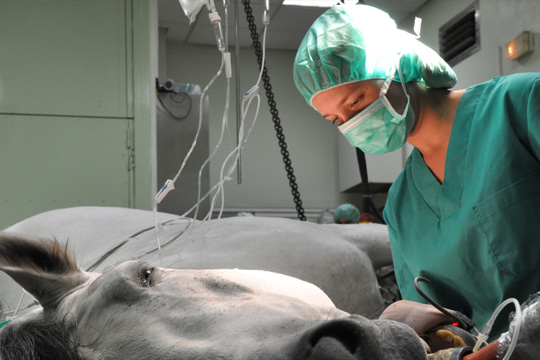 Curso teórico práctico de cirugía en equinos