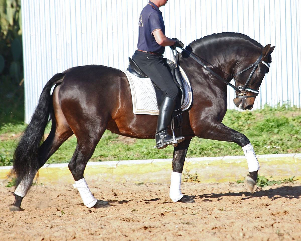 Clínica de ALTA ESCUELA: paso español, passage y piaffe