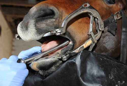 Clínica teórica - práctica de ODONTOLOGÍA EN EQUINOS