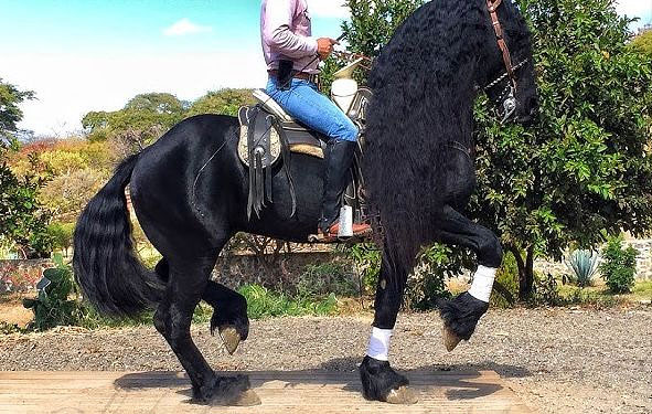 TALLER DE BAILE PARA CABALLOS
